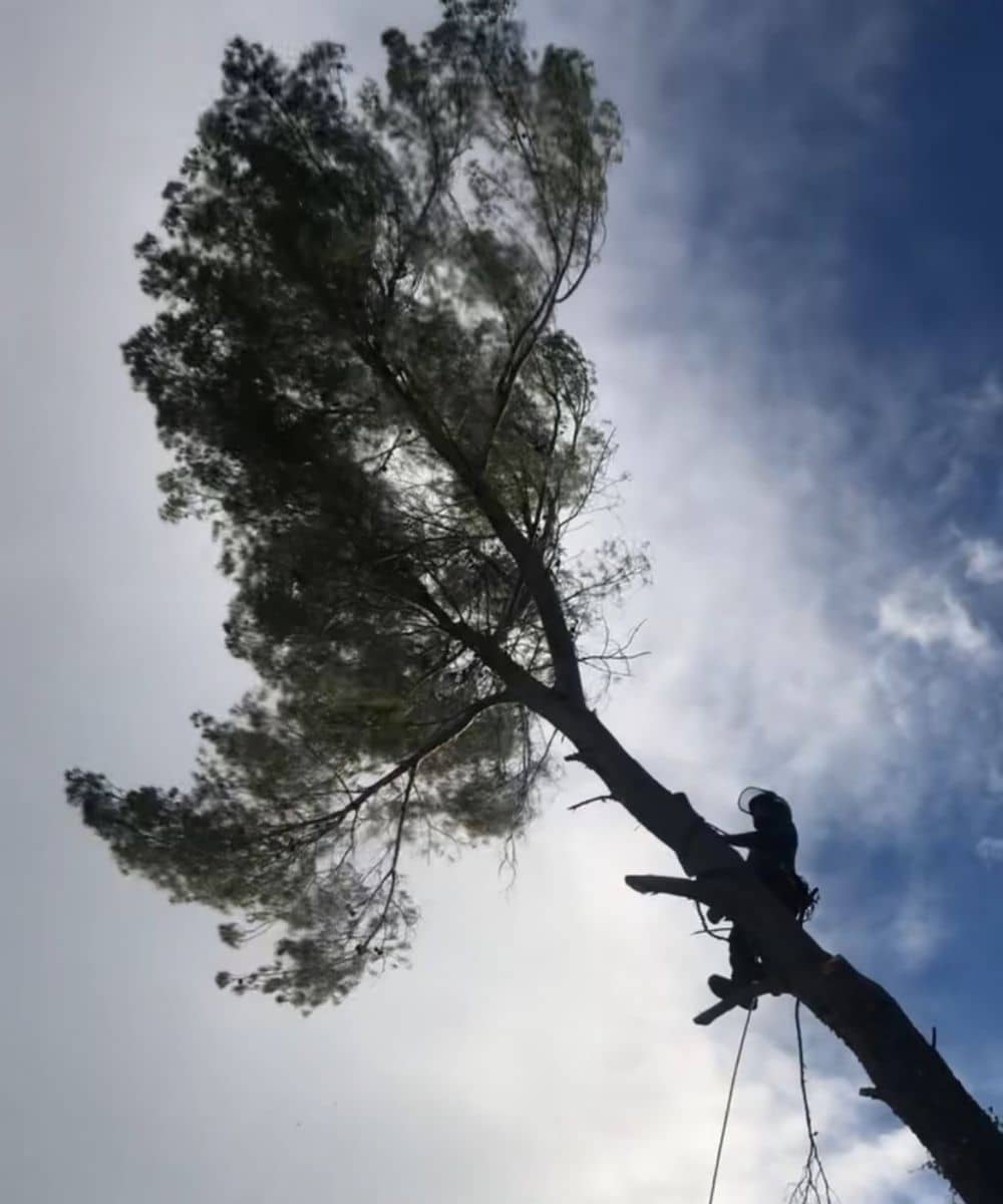 Entreprise d'Elagage d'arbre à Mougins (06)